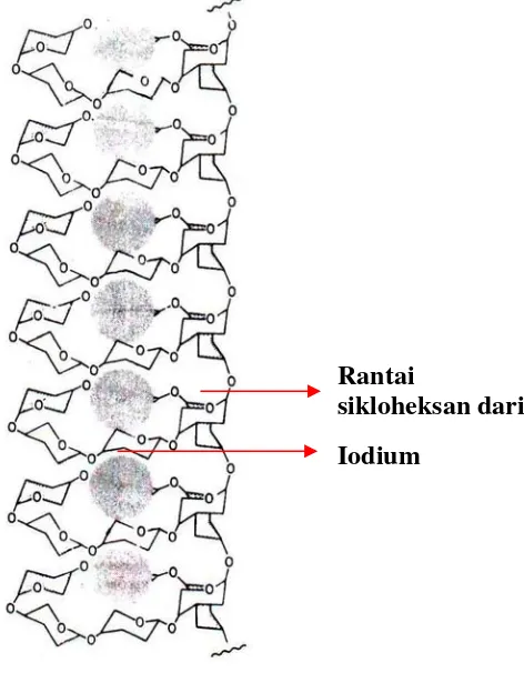 Gambar 4.  Kompleks iod amilum (Roth,1994). 