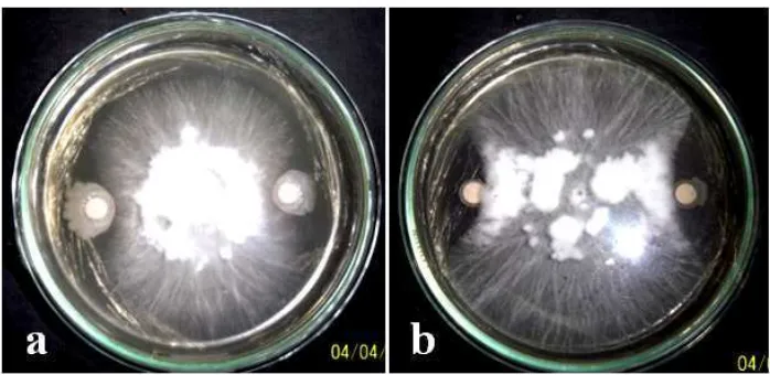 Gambar  6. Penghambatan pertumbuhan miselium jamur S. rolfsii pada media MGMK + yeast  
