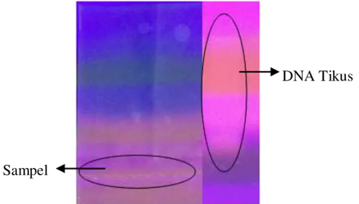 Gambar 5. Hasil elektroforesis daging tikus setelah di PCR  (Polymerase Chain Reaction) menggunakan primer ND1  terlihat pita yang muncul pada bakso sapi yang tidak  berlogo  MUI  yaitu  sampel  A,  sampel  B,  sampel  C,  sampel  D,  sampel  E