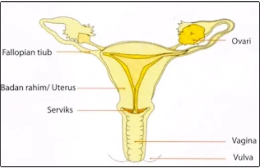 Gambar 1. Alat reproduksi wanita (Anonim, 2007b)