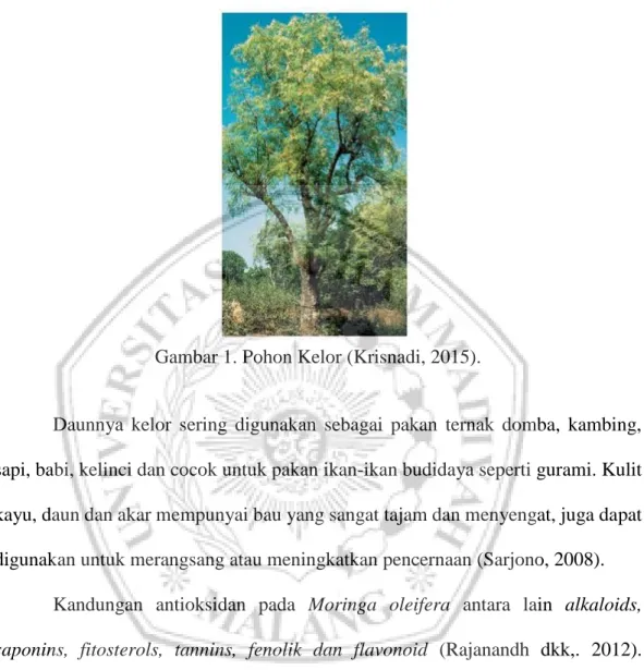 Gambar 1. Pohon Kelor (Krisnadi, 2015). 