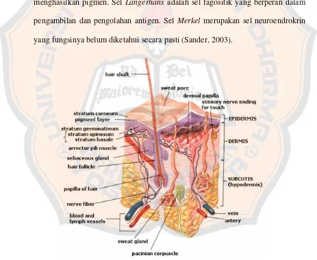 Gambar 1. Struktur kulit (Anonim, 2007b) 