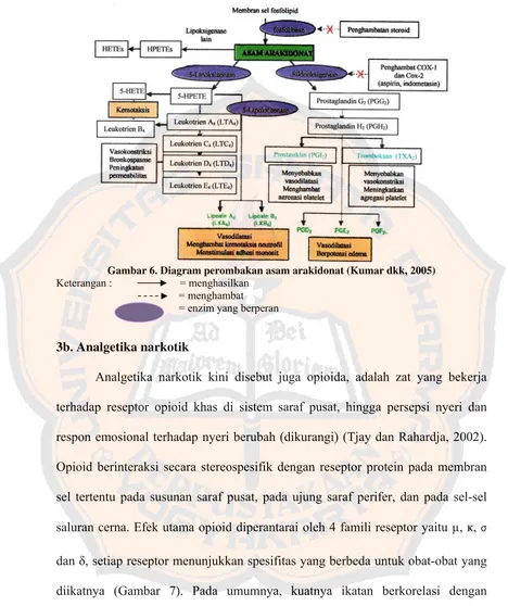 Gambar 6. Diagram perombakan asam arakidonat (Kumar dkk, 2005) 
