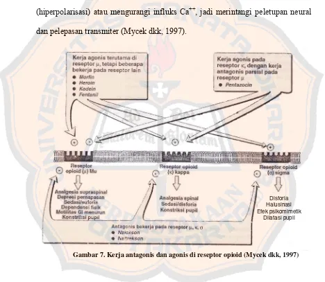 Gambar 7. Kerja antagonis dan agonis di reseptor opioid (Mycek dkk, 1997) 