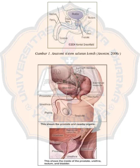Gambar 1. Anatomi sistem saluran kemih (Anonim, 2006c) 