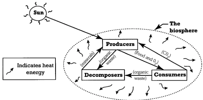 Figure 4.1 Energy flow and material cycling in an ecosystem 