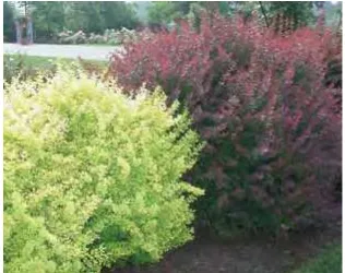 Figure 2: Two varieties of a common garden shrub, Japanese barberry6.