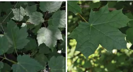 Figure 30: Comparing the keys of mountain maple1 (left) to those of Norway maple7 (right).