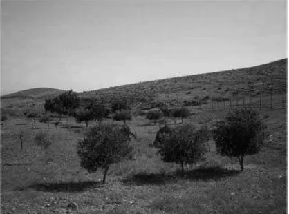Figure 3.Dammed and fencedagroforestry plantation atthe Abu Rabiah farm witha variety of planted fruittrees