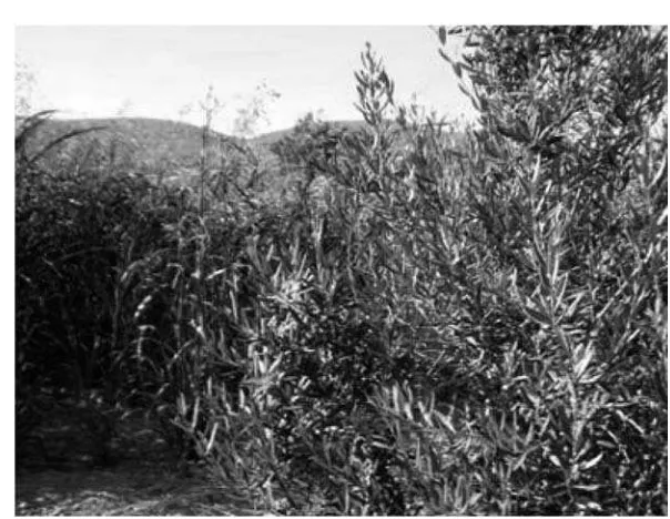 Figure 5.Classical agroforestrywith summer sorghum(left behind) intercroppedwith olive trees