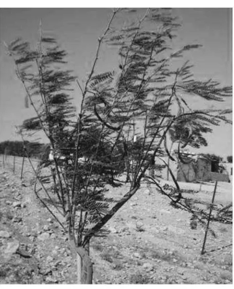Figure 6.A newly planted mesquite