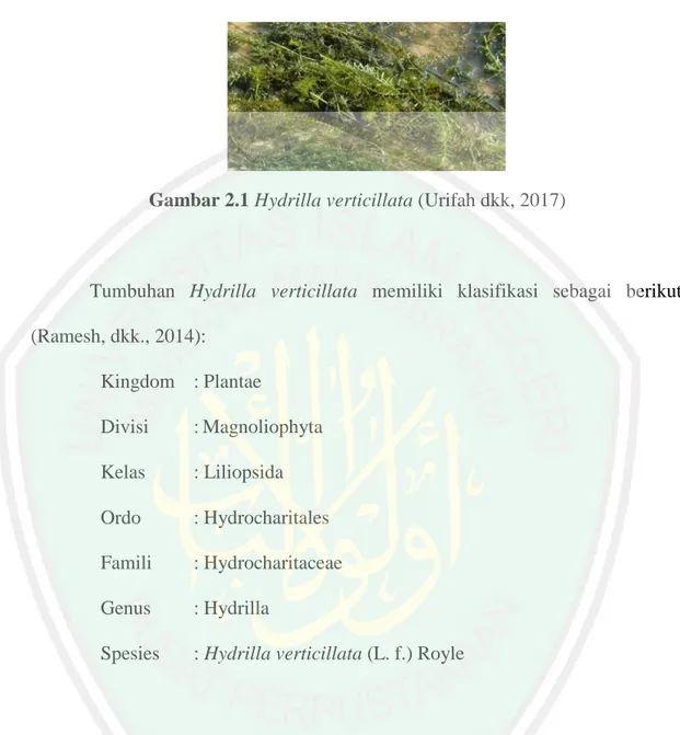 Gambar 2.1 Hydrilla verticillata (Urifah dkk, 2017) 