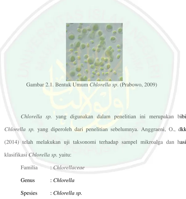 Gambar 2.1. Bentuk Umum Chlorella sp. (Prabowo, 2009) 