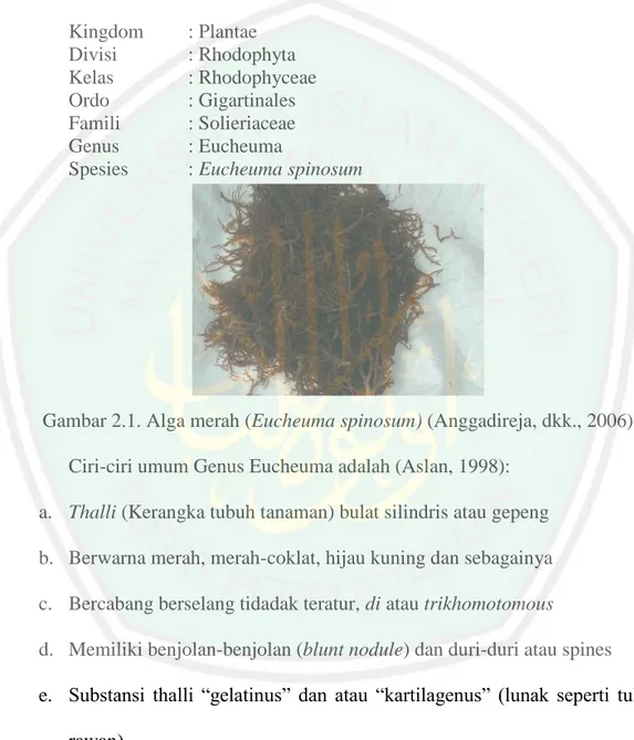 Gambar 2.1. Alga merah (Eucheuma spinosum) (Anggadireja, dkk., 2006)  Ciri-ciri umum Genus Eucheuma adalah (Aslan, 1998): 