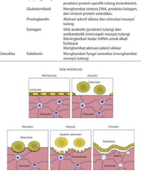 Tabel 2.2  Tipe sel tulang, reseptor, dan efeknya(11)