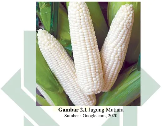 Gambar 2.1 Jagung Mutiara 