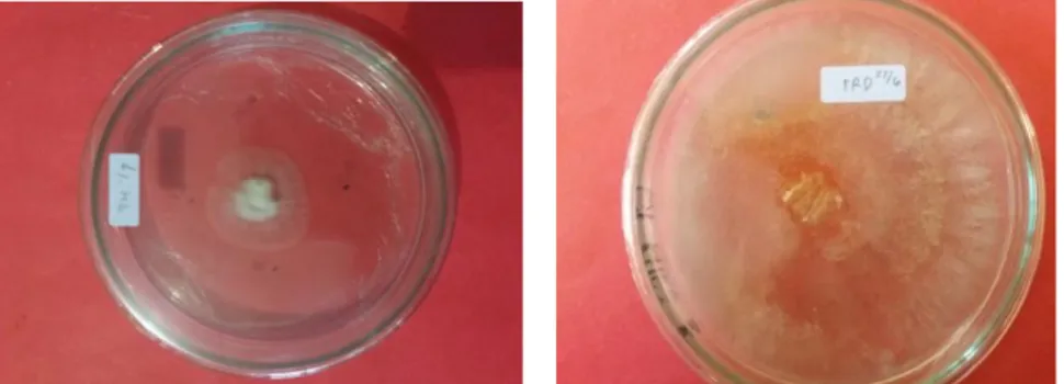 Gambar 1. Pertumbuhan jamur pada media PDA setelah 5 hari inokulasi,   (a) strain Thailand, (b) strain Florida 
