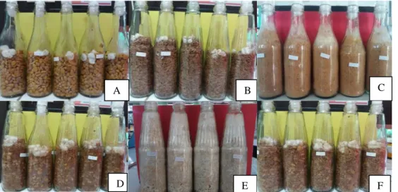 Gambar 2. Pertumbuhan miselium bibit jamur F2 pada masing-masing perlakuan. (A) 100% biji  jagung; (B) 100% gabah; (C)