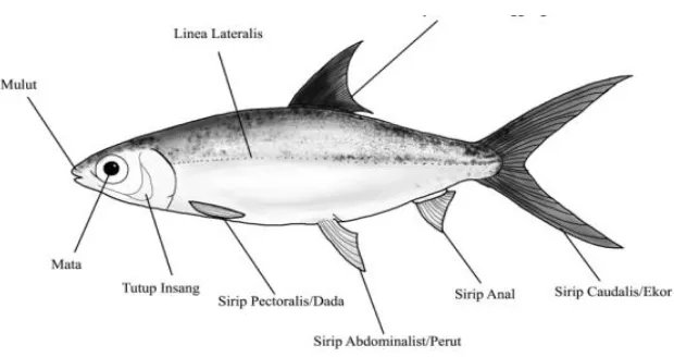 Gambar 3. Ikan Bandeng (Chanos chanos) 