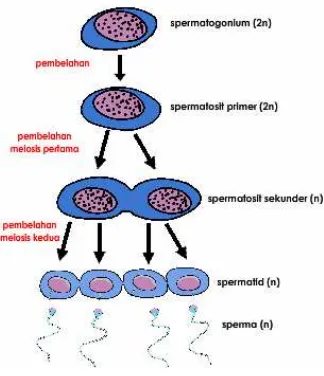 Gambar 2.3 Diagram Sederhana Spermatogenesis 