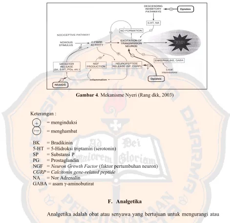 Gambar 4. Mekanisme Nyeri (Rang dkk, 2003) 