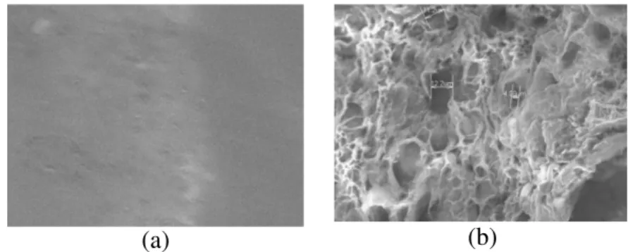 Gambar 1. Morfologi permukaan CS-NM (a) dan CS-M (b) dengan perbesaran 1000x  Adsorpsi Methyl Orange pada Kitosan Makropori 