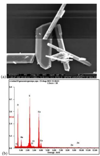 Gambar 6  Morfologi kerak gypsum  (a. Tanpa aditif     b. Aditif 10 ppm) 