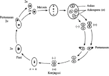 Gambar 2.2. Siklus hidup Saccharomyces cerevisiae (Schaum’s Outline  Genetika : 135) 