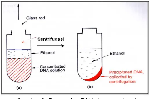 Gambar 3. Pemurnian DNA dengan etanol 