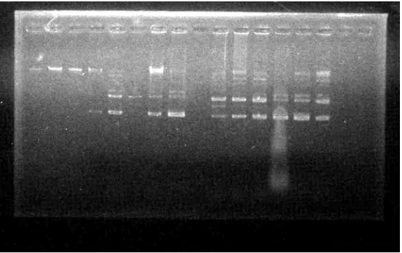 Tabel 1. Nilai absorbansi larutan DNA pada panjang gelombang 260 dan 280 nm 