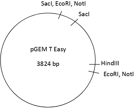 Gambar 6. Pemetaan plasmid pGEM T Easy 