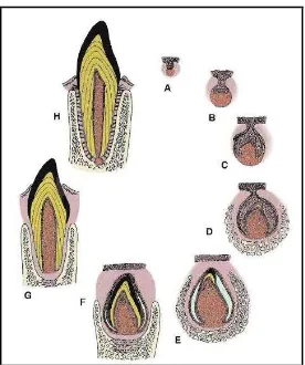Gambar 1. Tahap pembentukan gigi: bud (A), cap (B), bell (C), dentinogenesis (D), amelogenesis (E), pembentukan mahkota (F), pembentukan akar dan erupsi (G), fungsi (H)17 