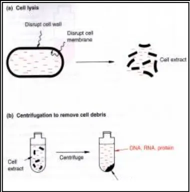 Gambar 2. Ekstraksi DNA dengan PCI 