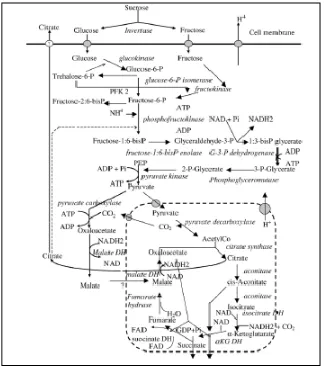 Gambar 7. Skema reaksi metabolik dalam produksi asam sitrat 