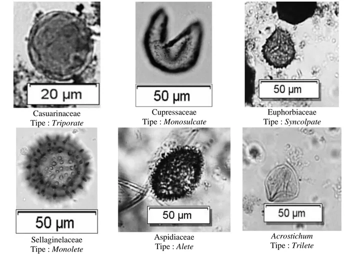 Gambar 6. Jenis apertura dan laesura pada pada polen dan spora yang ditemukan pada sampel ST14