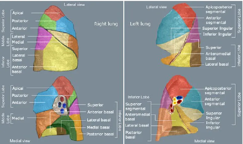 Gambar 2.1 Pulmo sinistra