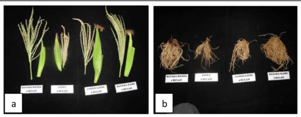 Gambar  6.  a.  Perbandingan  Malai  dan  kelobot  pada  4  kultivar  jagung.  b.  Perbandingan  Panjang  dan  jumlah  akar  pada 4 kultivar jagung