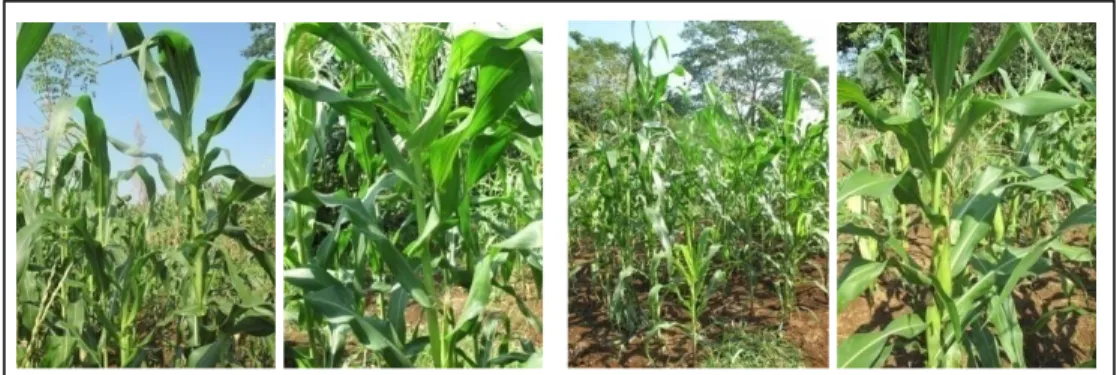 Gambar 5. Pertumbuhan vegetatif kultivar Batarakamu dan Batarakoasa, Gowa dan Pangkajene