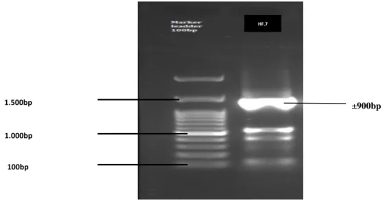 Gambar 1. Hasil Elektroforesis produk amplifikasi gen 16S-rRNA isolat HF.7  