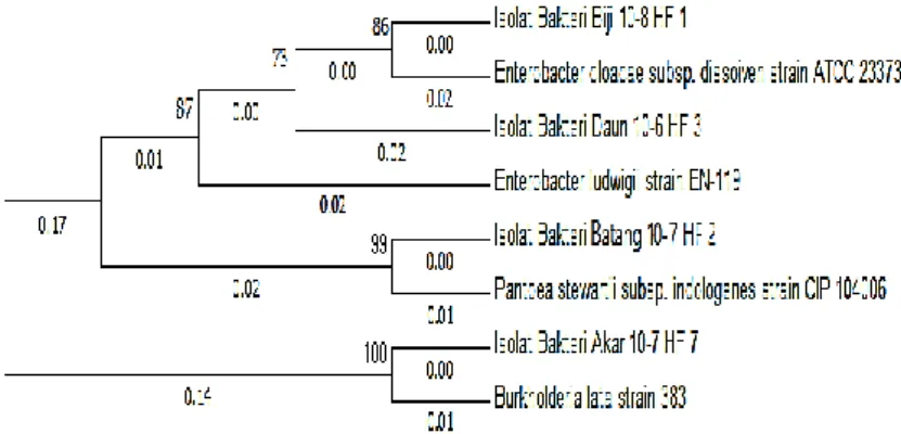 Gambar 3. Pohon filogeni kelompok isolat bakteri penghasil fitase dengan metode neighbor-joining berdasarkan hasil  analisis 16S-rRNA