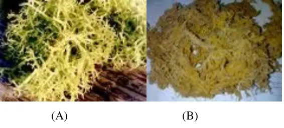 Gambar 3 . (A). Eucheuma cottoni (B). Eucheuma spinosum 
