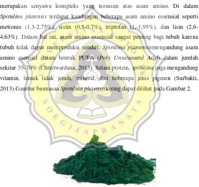 Gambar 2. Biomassa Spirulina platensis Kering 