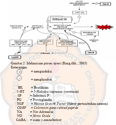 Gambar 2. Mekanisme proses nyeri (Rang,dkk., 2003) 