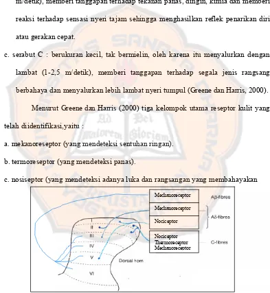 Gambar 4 . Tempat berakhirnya serabut aferen pada 6 lapisan dari sumsum tulang belakang (Rang dkk., 2003)  