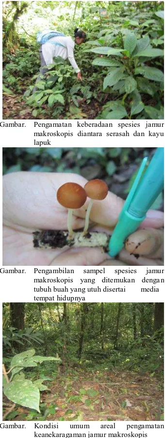 Gambar. Pengamatan keberadaan spesies jamur   makroskopis diantara serasah dan kayu 