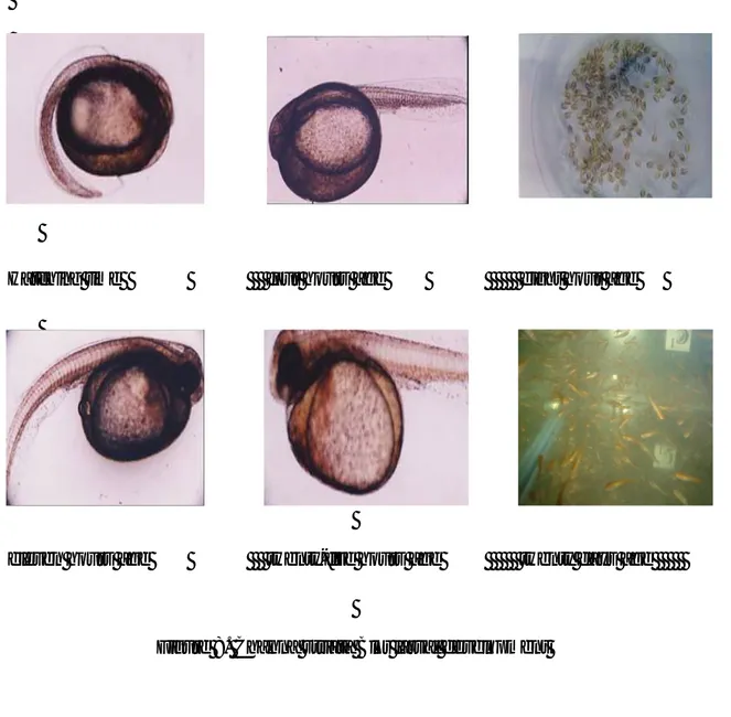 Figure 8. Channa striata Blkr larval development 
