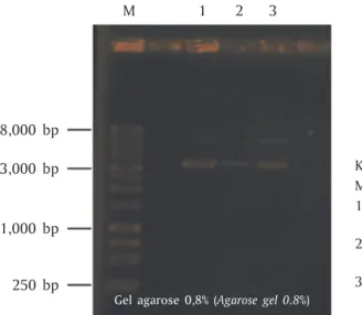 Gambar 7. Elektroforegram hasil isolasi pTarget-GH RNA3 lele dumbo Figure 7. Electrophoregram results isolation pTarget-GH RNA3 African catfish