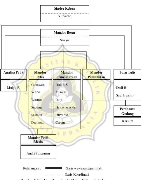Gambar 2. Struktur Organisasi Afdeling Kaligua Sakub 