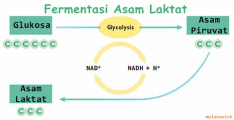 Respirasi Anaerob - Peranan Enzim dalam proses Respirasi pada tumbuhan