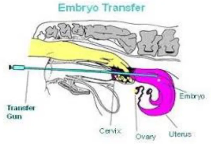 Gambar 5 . Embryo Transfer 